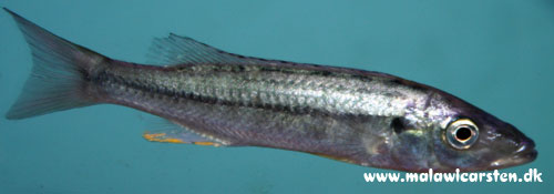 Rhamphochromis sp. Chidunga Rocks