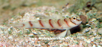 Amblyeleotris diagonalis - Dragon Goby