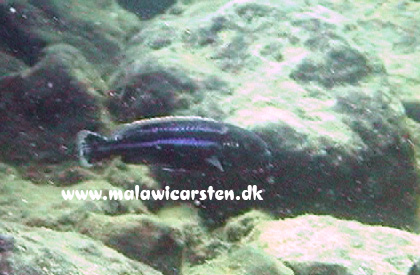 Melanochromis mossambiquensis Minos Reef Mozambique