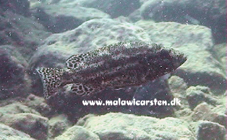 Nimbochromis pardalis Minos Reef