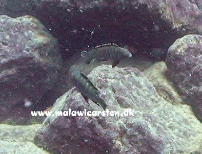 Pseudotropheus sp. "variable mozambique" Minos Reef 