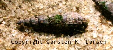 Melanoides tuberculata (Malaj snegl)