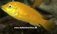 Labidochromis caeruleus "Golden Spec." Mbowe Island