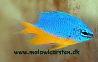 Chrysiptera hemicyanea - Azur damsel, Halvblå damselfisk, Brøndby fisk