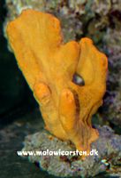 Helichondria - Orange svamp