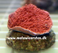 Montipora sp. (laminar orange/red)