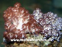 Cladiella - Finger leather coral