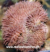 Sarcophyton - Leather coral