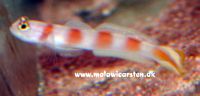 Amblyeleotris steinitzi - Steinits shrimp goby