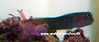 Ecsenius bicolor - Bicolor Blenny