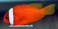 Amphiprion frenatus - Tomatklovnfisk