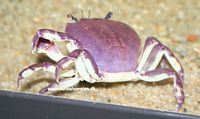 Potamonautes obsesus (Krabbe fra Malawi, men ikke den rigtige Malawi-krabbe!)
