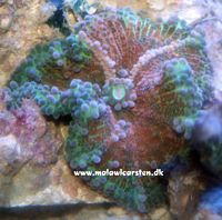 Ricordea yuma Pimple Mushroom 2 Color (Purple/Green)