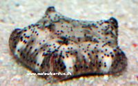 Protoreaster Sp. Nodosus - Chocolate Chip Starfish