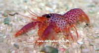Enoplomentopus debelius - Purple and Orange Lobster 