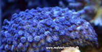 Goniopora sp. (blue/purple polyp)