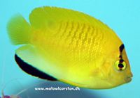 Apolemichthys trimaculatus - Blue lipstick / Flagfin Angelfish