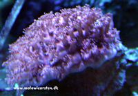 Goniopora sp. (red polyp) 