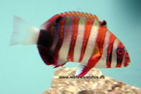 Choerodon fasciatus - Harlekin fisk