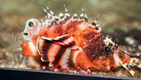 Dendrochirus biocellatus - Fu Manchu Lionfish, Twinspot Lionfish, Ocellated Lionfish