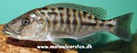 Tyrannochromis nigriventer Likoma Island Nordlig type