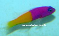 Pseudochromis paccagnellae - Royal Dottyback