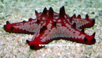 Protoreaster lincki - Flower Knob Starfish