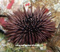 Echinothrix calamaris - Colour Pencil Sea Urchin