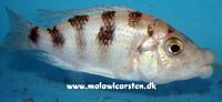 Placidochromis milomo "White" Namalenje Island 