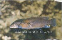 Melanochromis melanonopterus Mbamba Bay